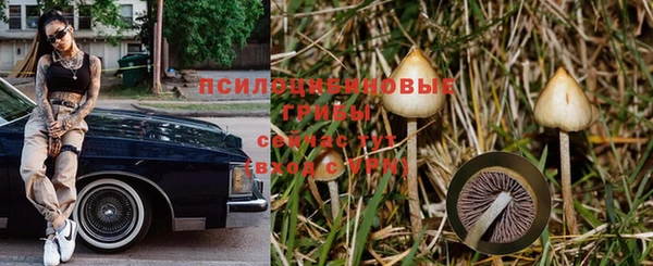 дмт Богданович